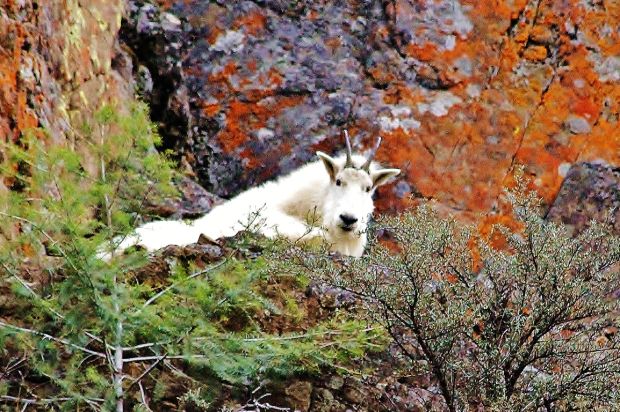 Mountain goat
